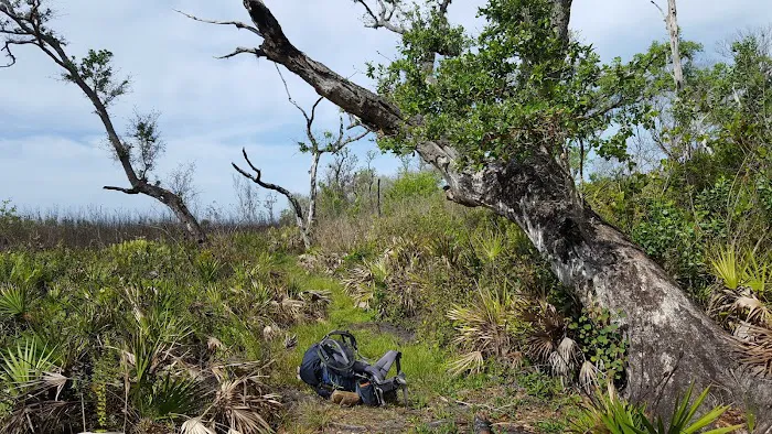 Bee Island Primitive Campsite Picture 1