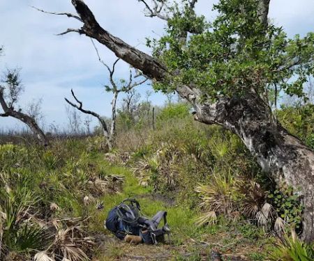 Bee Island Primitive Campsite