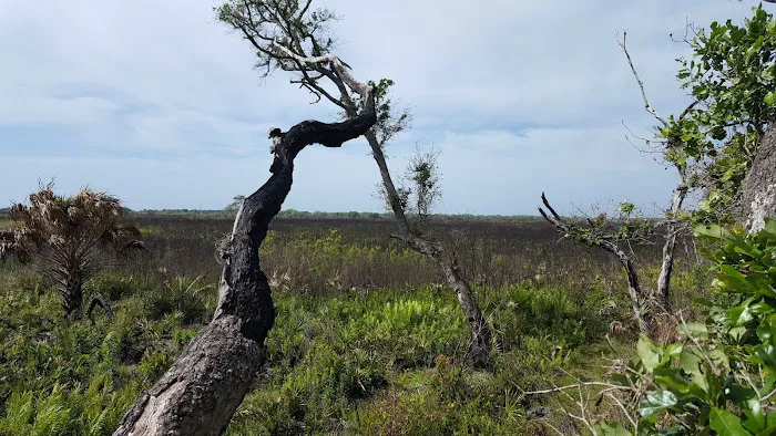 Bee Island Primitive Campsite Picture 9