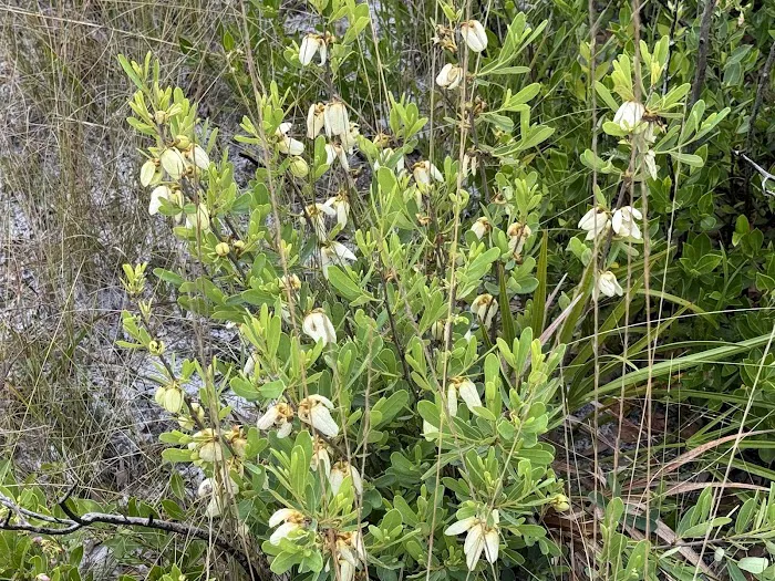 Bee Island Primitive Campsite Picture 10