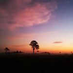 Honore Primitive Campsites