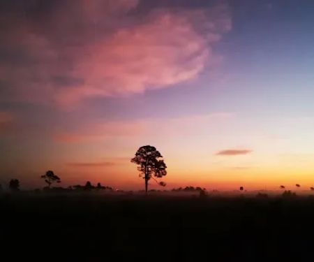 Honore Primitive Campsites