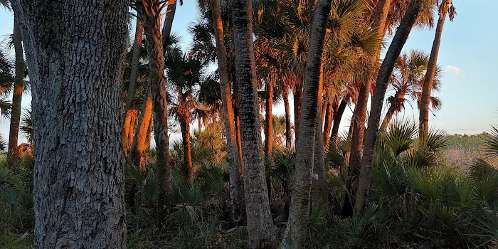 Honore Primitive Campsites Picture 5