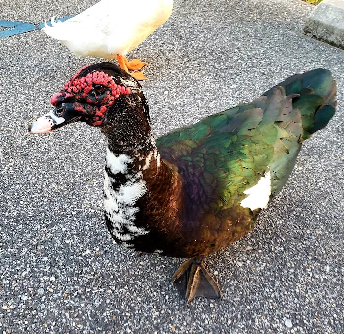 Live Oak Landing Picture 10