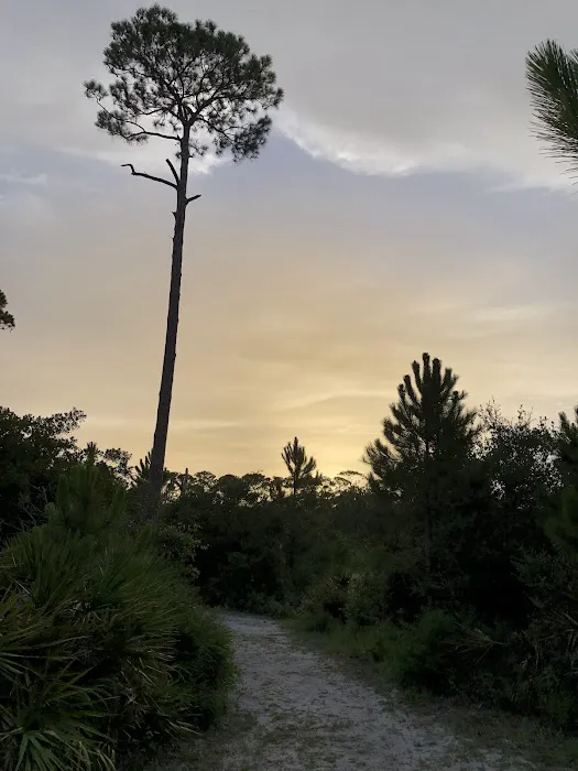 Dauphin Island Campground Picture 10