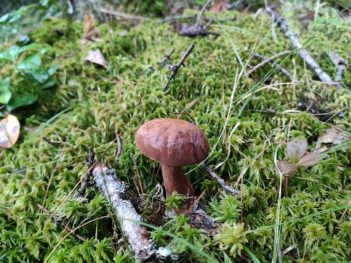 Perrault Lake Campground Picture 8