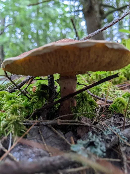 Perrault Lake Campground Picture 6