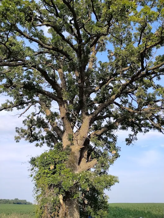 The south oak campground Picture 1