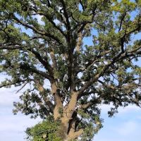 The south oak campground ico