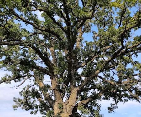 The south oak campground