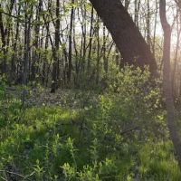 Piepenburg Campground ico