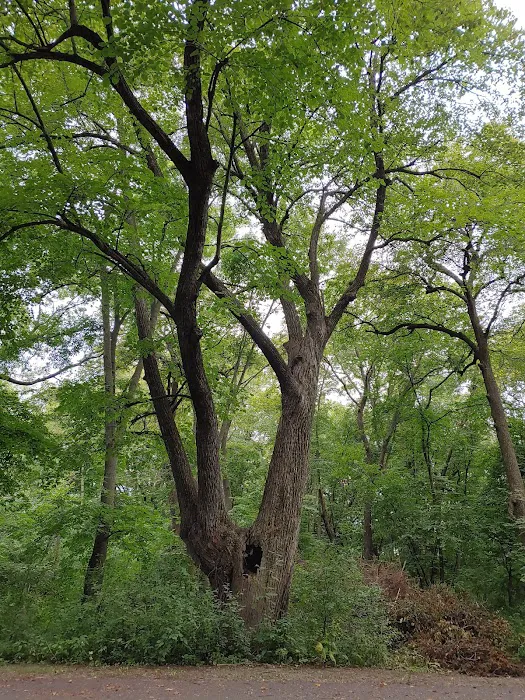 Lake Marion Campground Picture 7