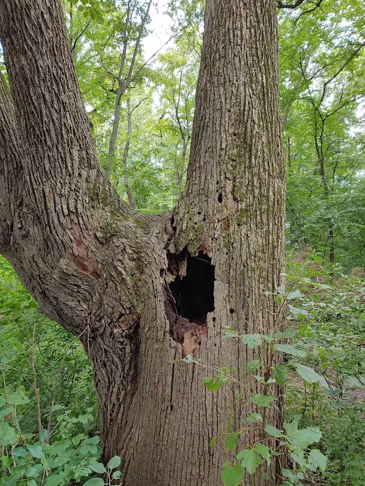 Lake Marion Campground Picture 3