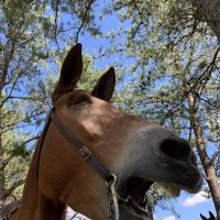 Trade River Equestrian Campground, Governor Knowles State Forest, WI ico