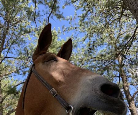 Trade River Equestrian Campground, Governor Knowles State Forest, WI