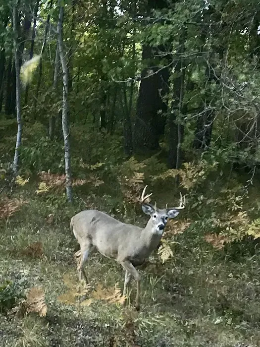 Benoit Lake Campgrounds Picture 7
