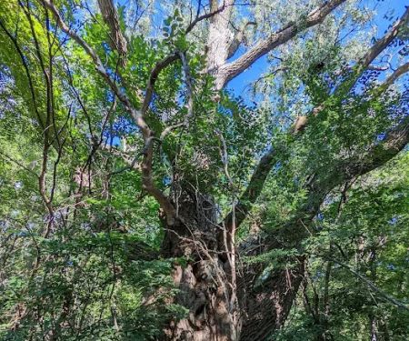 Burt Lake Campground and Wildlife Area