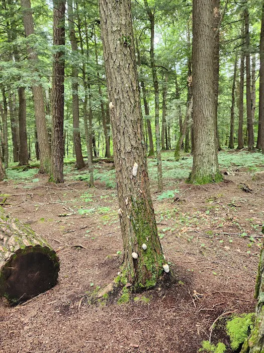 Union River Outpost Campground Picture 9