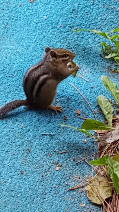 Birch Grove Campground Picture 8