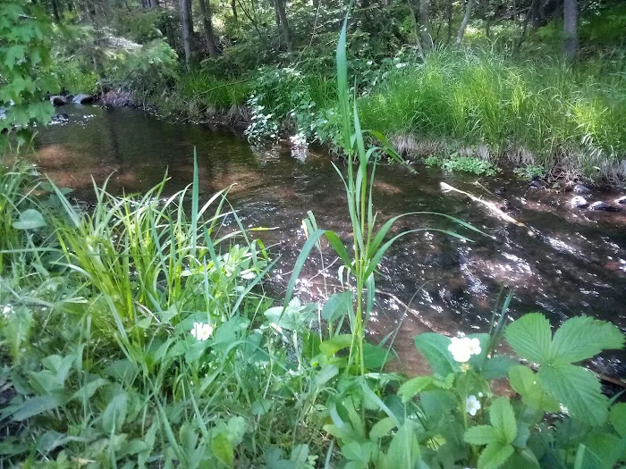 Lucius Woods County Park Picture 8