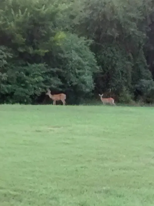 Devils Fork Recreation Area Picture 10