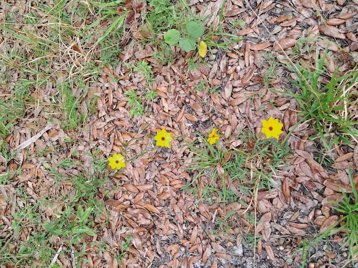 Chandler Slough West Campsite Picture 7