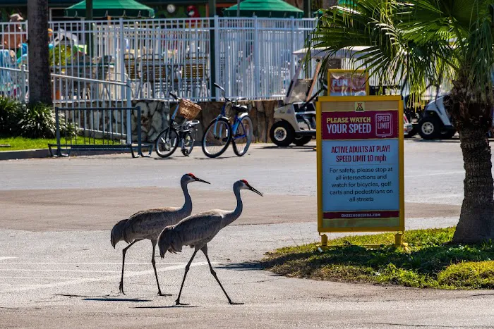 Okeechobee KOA Resort Picture 8