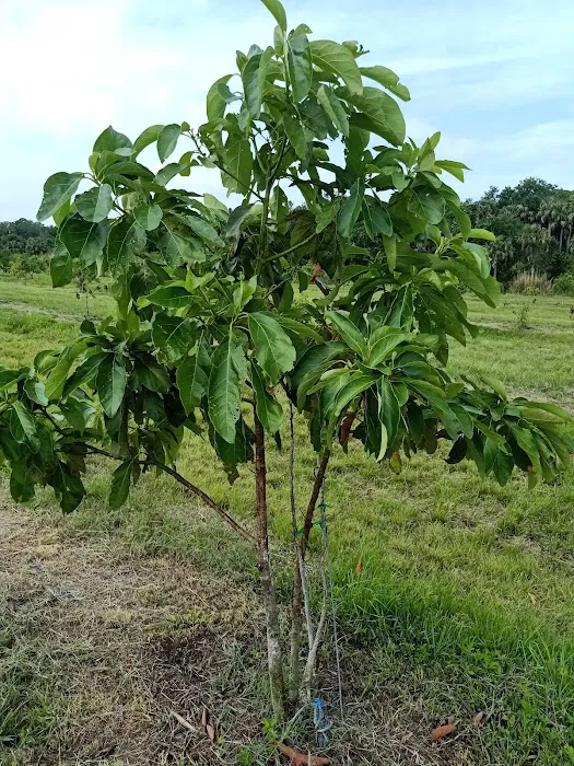 Florida Tropical Fruits Forest Farmstay & Glamping Picture 8