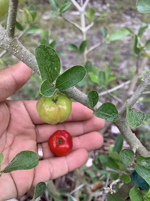 Florida Tropical Fruits Forest Farmstay & Glamping Picture 1
