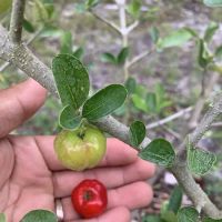 Florida Tropical Fruits Forest Farmstay & Glamping ico