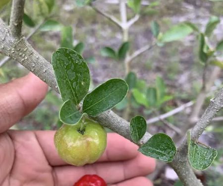 Florida Tropical Fruits Forest Farmstay & Glamping