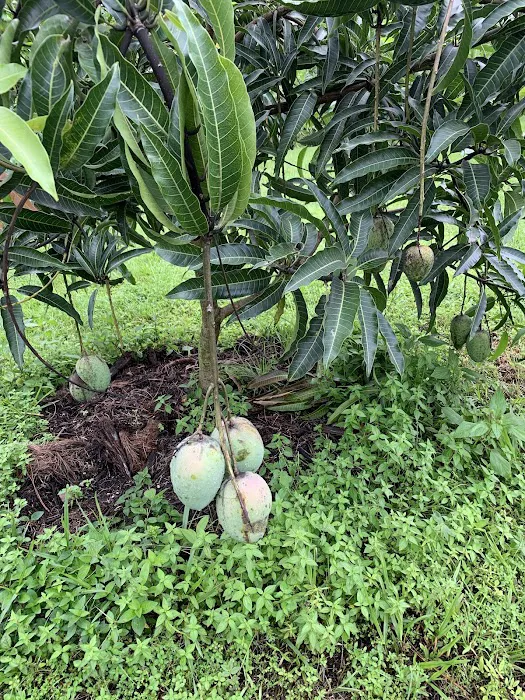 Florida Tropical Fruits Forest Farmstay & Glamping Picture 7