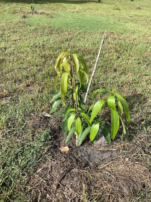Florida Tropical Fruits Forest Farmstay & Glamping Picture 5
