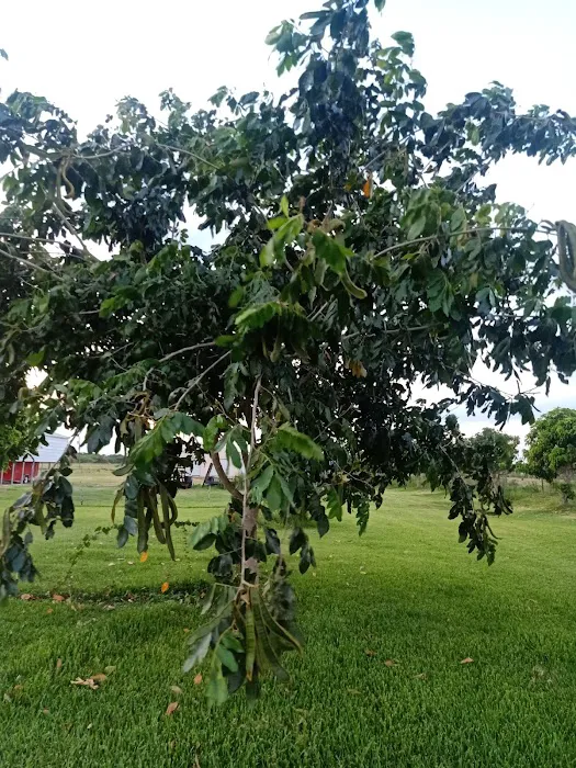 Florida Tropical Fruits Forest Farmstay & Glamping Picture 4