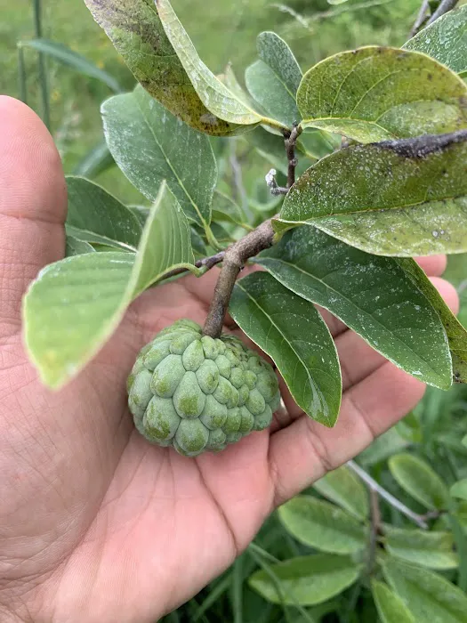 Florida Tropical Fruits Forest Farmstay & Glamping Picture 2