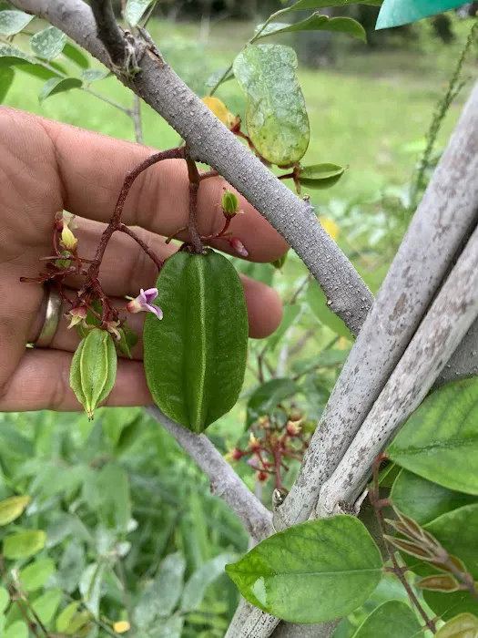 Florida Tropical Fruits Forest Farmstay & Glamping Picture 3