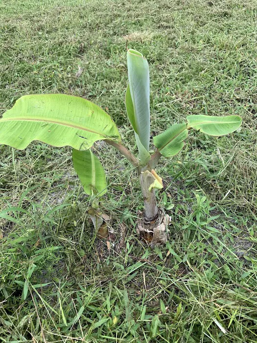 Florida Tropical Fruits Forest Farmstay & Glamping Picture 6