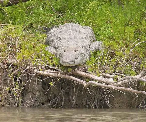 Jonathan Dickinson State Park River Campground Picture 10