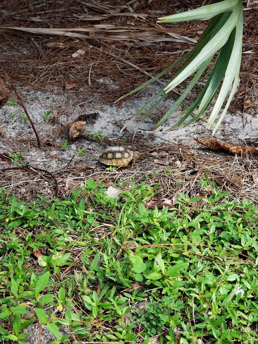 Tanah Keeta Scout Reservation Picture 9
