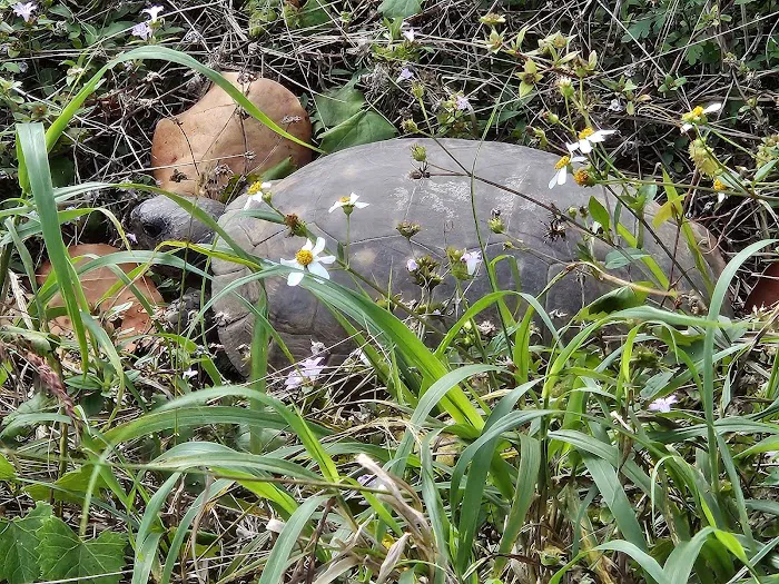 JDSP Site # 13 Picture 5