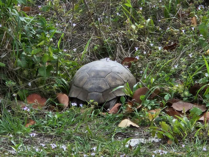 JDSP Site # 13 Picture 6