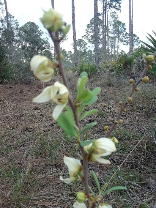 Mohawk Campsite Picture 7