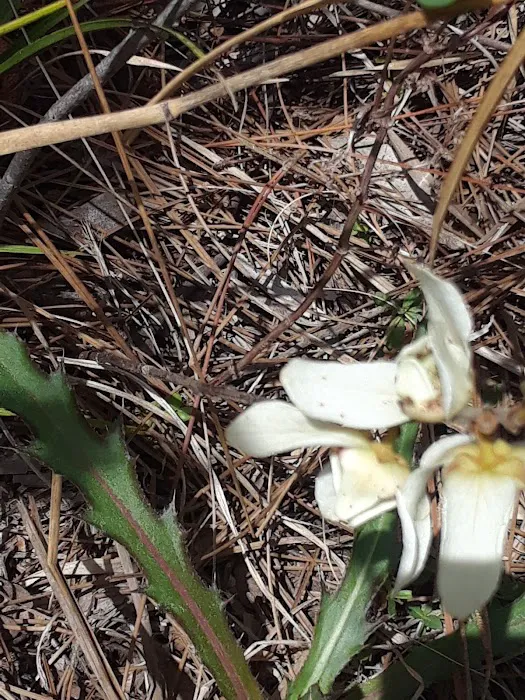 Mohawk Campsite Picture 4