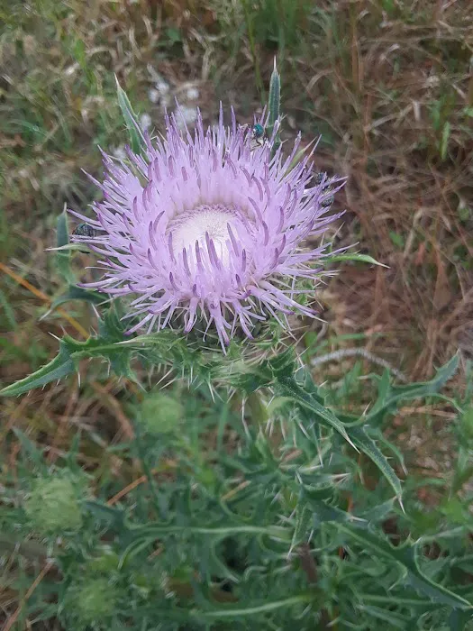 Mohawk Campsite Picture 6