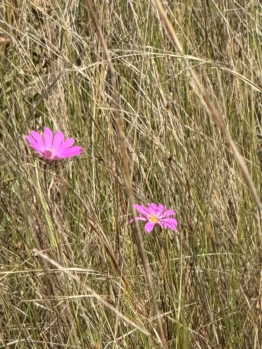 River Campsite Picture 5