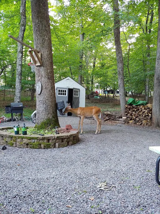 Clearwater Forest Resort Community Picture 5