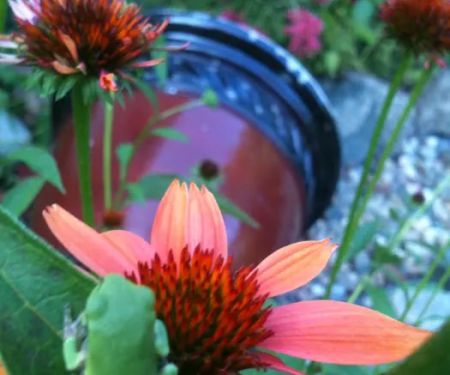 Clearwater Forest Resort Community