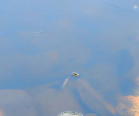 Sioux Portage Group Campground