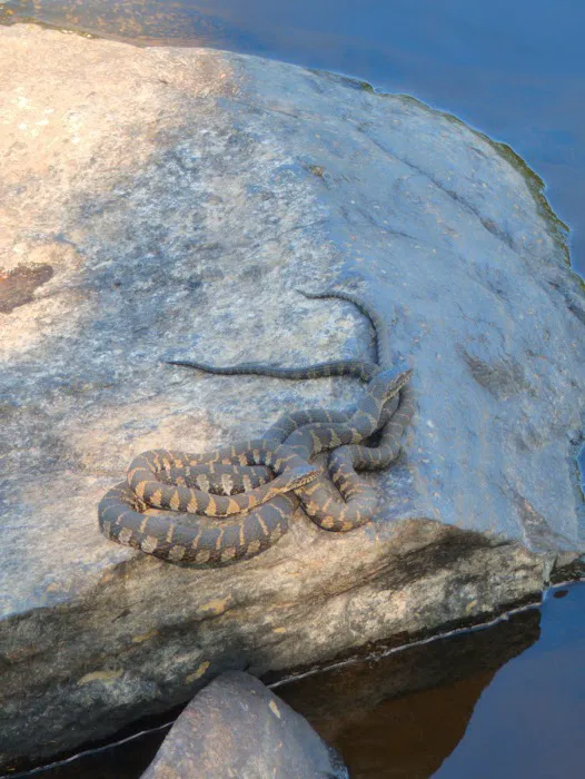Sioux Portage Group Campground Picture 3