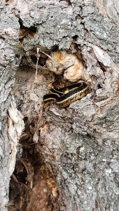 Fox Landing Picture 4